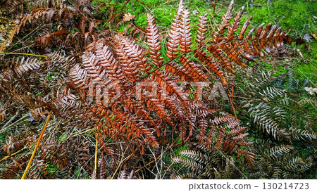 Brown autumn fern leaf growing in bohemian paradise 130214723