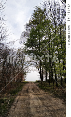 Dirt road leading through spring forest in tupadly, czech republic. In april Dirt road leading through spring forest in tupadly, czech republic. In april 130214742