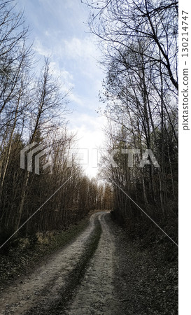 Winding dirt road leading through a forest in tupadly, czech republic. In april 130214747