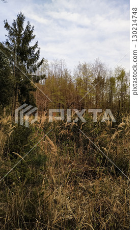 Wild grasses growing in field near forest in tupadly, czech republic. In april 130214748