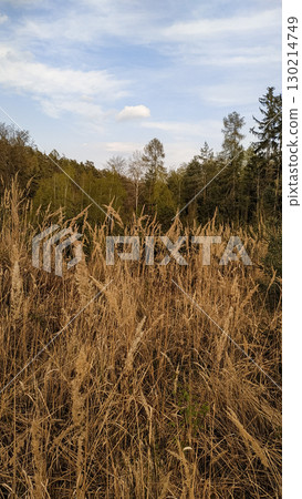 Dry grass swaying in the wind in tupadly, czech republic. In april 130214749