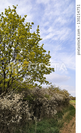 Norway maple blooming near blackthorn hedge in spring, tupadly, czech republic. In april 130214751