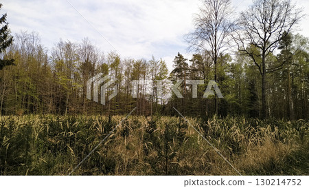 Young spruce saplings growing in tall grass near forest edge in tupadly, czech republic. In april 130214752