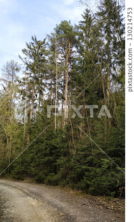 Gravel road entering lush forest in tupadly, czech republic. In april Gravel road entering lush forest in tupadly, czech republic. In april 130214753