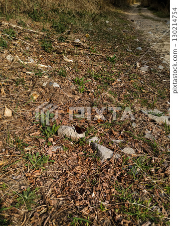 Butterfly resting on a rock near a path in tupadly, czech republic. In april 130214754