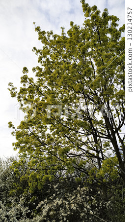 Blooming maple tree branches reaching for cloudy sky in tupadly, czech republic. In april 130214757