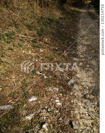 Litter polluting the edge of a path in the woods near tupadly, czech republic. In april Butterfly 130214758