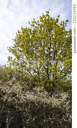 Blooming norway maple tree towering over hawthorn blossom in tupadly, czech republic. In april 130214763
