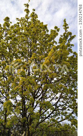 Norway maple tree blooming in spring, tupadly, czech republic. In april Norway maple tree blooming in spring, tupadly, czech republic. In april 130214768