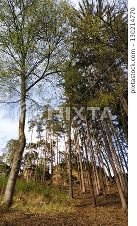 Tall trees growing on rocky hillside in tupadly, czech republic. In april Tall trees growing on rocky hillside in tupadly, czech republic. In april 130214770