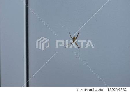 Orb spider_02 130214882