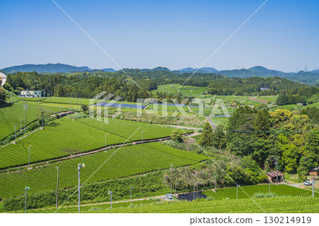靜岡縣掛川市彗星探索之丘公園週邊茶園的景色 130214919