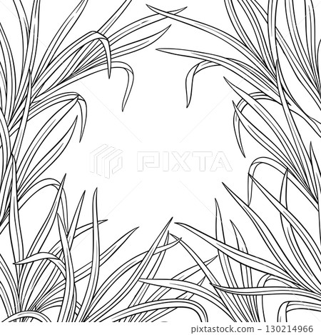 Lemongrass Plant with Leaves Outline Frame. Lemongrass Plant with Leaves Outline Frame. 130214966