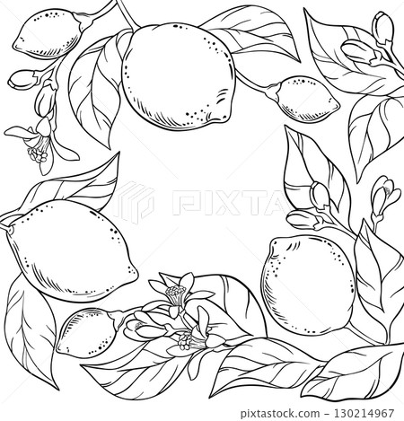 Lemon Branch with Fruits Outline Frame. Lemon Branch with Fruits Outline Frame. 130214967
