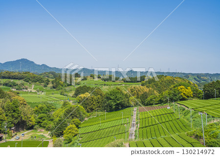 A view of the tea fields around Comet Discovery Hill Park in Kakegawa City (Shizuoka Prefecture) 130214972