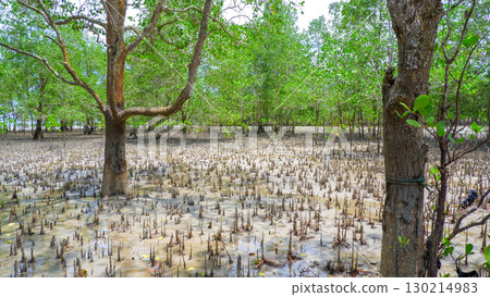 Expansive Mangrove Forest with Unique Root System Expansive Mangrove Forest with Unique Root System 130214983