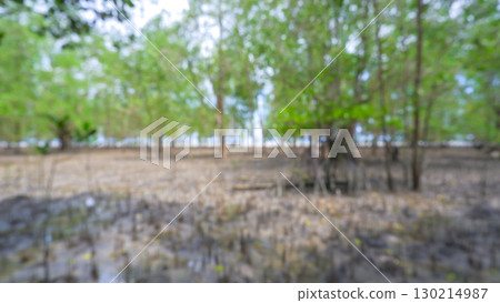 Blurred Background of Mangrove Forest with Muddy Ground Blurred Background of Mangrove Forest with Muddy Ground 130214987