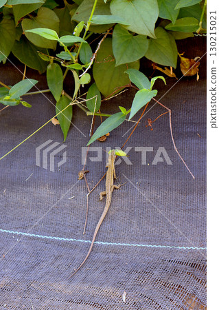 Japanese grass lizard with prey in its mouth 130215021