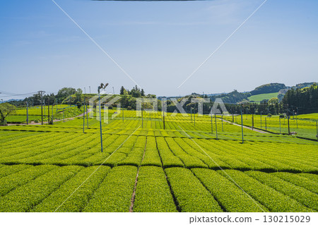靜岡縣掛川市彗星探索之丘公園週邊茶園的景色 130215029