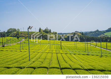 A view of the tea fields around Comet Discovery Hill Park in Kakegawa City (Shizuoka Prefecture) A view of the tea fields around Comet Discovery Hill Park in Kakegawa City (Shizuoka Prefecture) 130215030