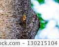A cicada sits on a tree on hot summer day, closeup shot. Slow motion. Korea 130215104