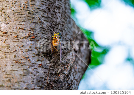 A cicada sits on a tree on hot summer day, closeup shot. Slow motion. Korea A cicada sits on a tree on hot summer day, closeup shot. Slow motion. Korea 130215104