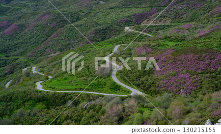 A high-angle view captures a winding, serpentine road snaking through the lush green hills of Somiedo Natural Park, Spain.  130215155