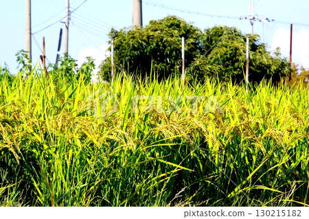 結果的水稻穗 130215182