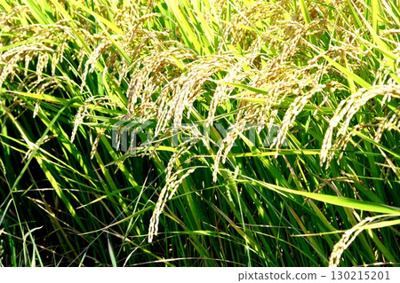 Fruited rice panicle 130215201