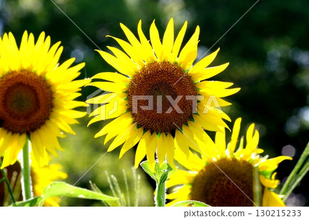 Sunflower blooming towards the sun Sunflower blooming towards the sun 130215233