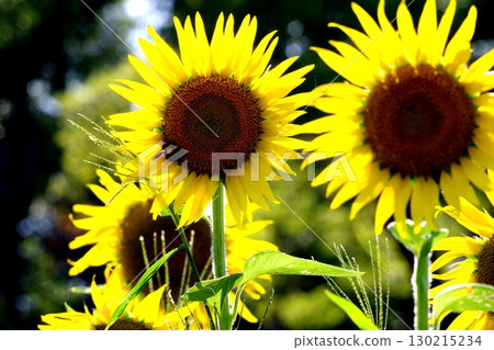 Sunflower blooming towards the sun Sunflower blooming towards the sun 130215234