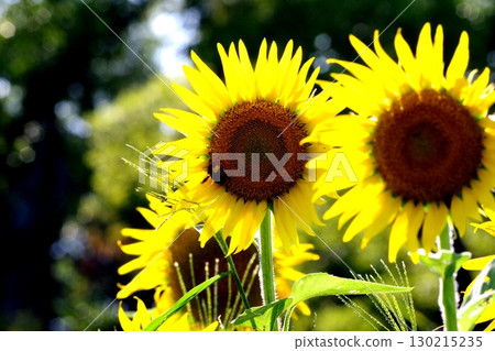 Sunflower blooming towards the sun Sunflower blooming towards the sun 130215235