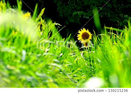 Summer sunshine and sunflowers 130215236