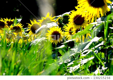 Summer flower sunflower Summer flower sunflower 130215238
