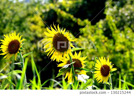 Landscape with summer flowers Landscape with summer flowers 130215244