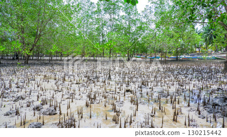 Muddy Mangrove Forest with Exposed Roots and Green Trees 130215442