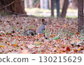 A Hokkaido squirrel standing among fallen leaves 130215629