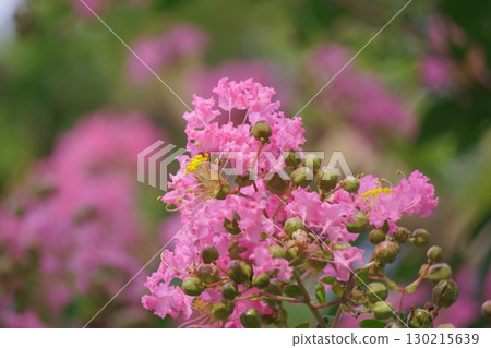 粉紅色的夏花,紫薇花 粉紅色的夏花,紫薇花 130215639