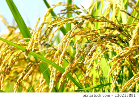Fruit rice plant 130215891