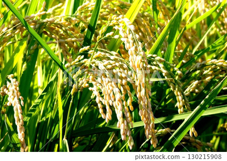 Rice early harvest 130215908