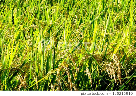 Fruit rice plant Fruit rice plant 130215910