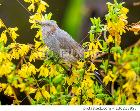 Brown-eared bulbulous on branches 130215955