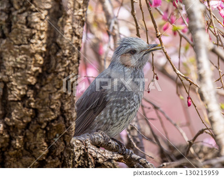 Brown-eared bulbulous on branches 130215959