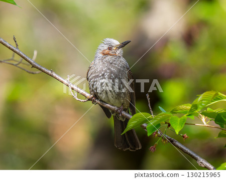 布朗有耳的白頭翁在樹枝上 130215965