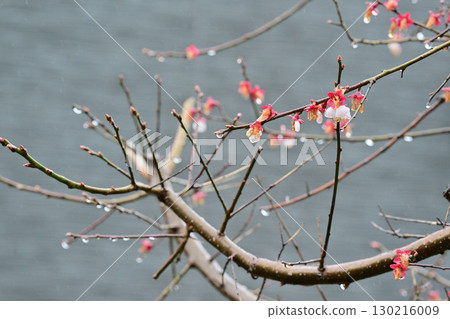 Drops on a Plum Tree Drops on a Plum Tree 130216009