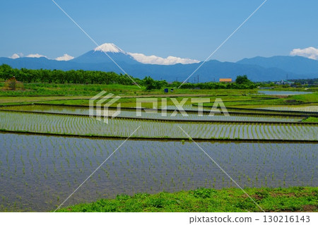 Rice terraces in Nirasaki City after rice planting with blue skies and Mt. Fuji in the background Ver. 6 130216143