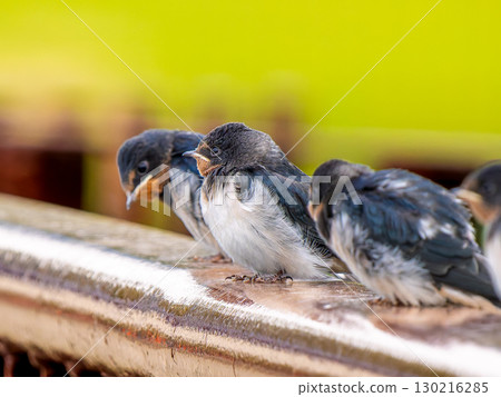 一群燕子棲息在欄桿上 130216285