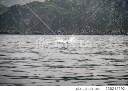 Humpback Whale, Megaptera novaeangliae. The moment when the flipper hits the water in Donegal Bay, Ireland Humpback Whale, Megaptera novaeangliae. The moment when the flipper hits the water in Donegal Bay, Ireland 130216392