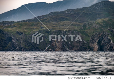 Common dolphin enjoying the Atlantic waters in County Donegal, Ireland Common dolphin enjoying the Atlantic waters in County Donegal, Ireland 130216394