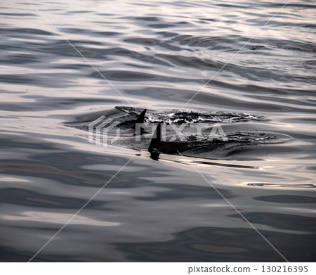 Common dolphin enjoying the Atlantic waters in County Donegal, Ireland 130216395